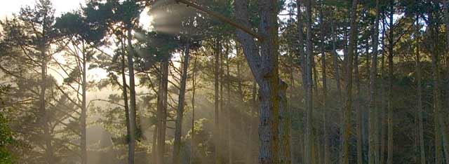 image of sunlight streaming through a wooded area